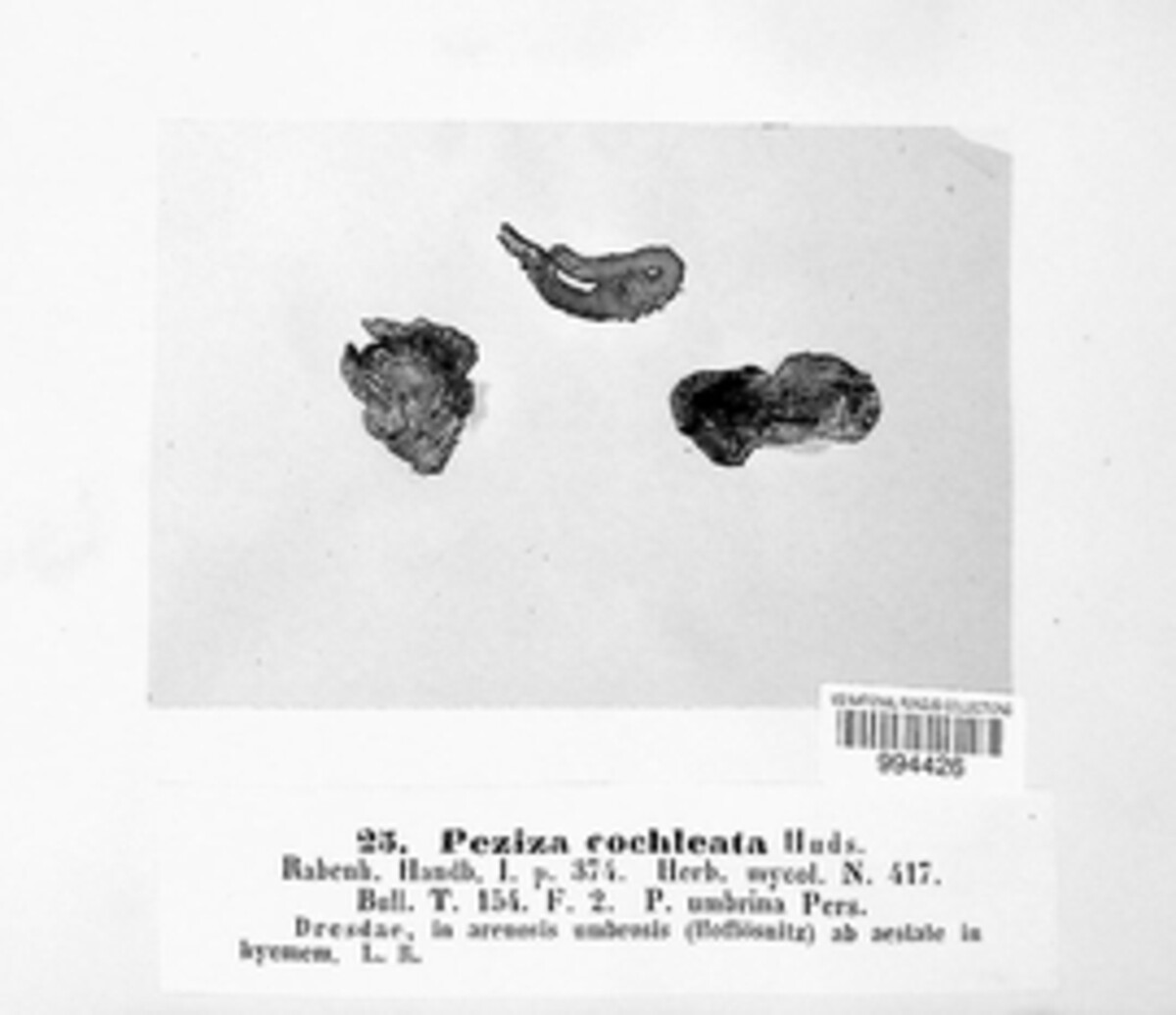 Otidea cochleata image